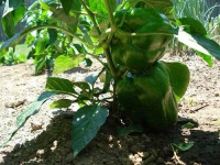 image of bell_pepper