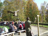 image of vulture