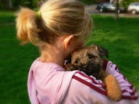 image of border_terrier #3