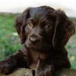 image of american_spaniel #6