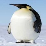 image of emperor_penguin #27