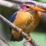 image of bird