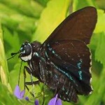 image of animal