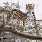 image of animal