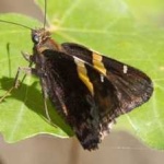 image of banded_butterfly #20