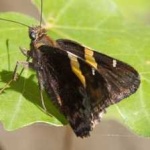 image of animal