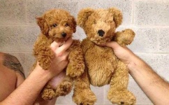 image of teddy_bear
