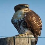 image of bird