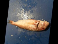 image of fish