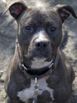 image of american_staffordshire_terrier #1