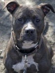 image of american_staffordshire_terrier