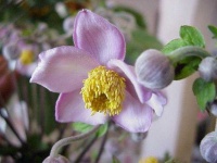 image of flower