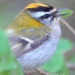 image of bird