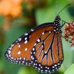 image of animal