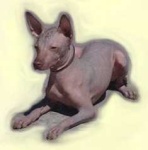 image of mexican_hairless