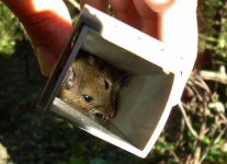 image of mousetrap