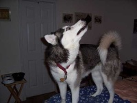 image of siberian_husky #7