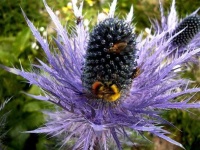 image of flower