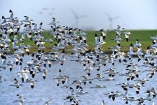 image of animal_migration