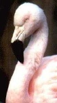 image of animal