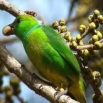 image of bird