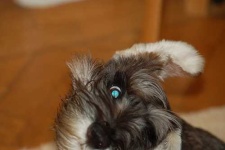image of miniature_schnauzer