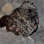 image of bird