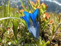 image of flower