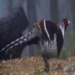 image of bird
