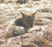 image of coyote
