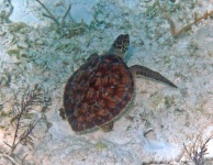 image of animal
