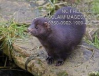 image of mink