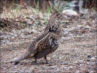 image of partridge