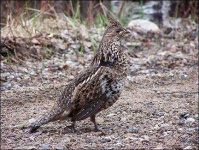 image of partridge #21