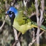 image of green_jay #16