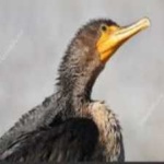 image of bird