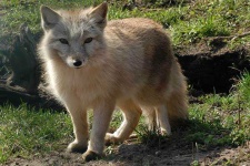 image of red_fox