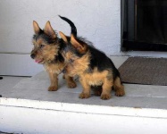 image of australian_terrier #11