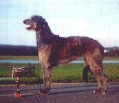 image of scottish_deerhound #6