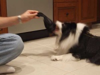 image of shetland_sheepdog