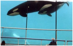 image of killer_whale #26