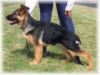 image of german_shepherd