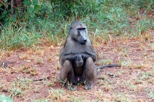 image of baboon
