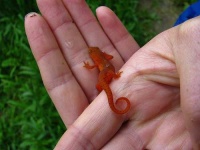 image of eft
