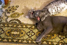 image of egyptian_cat