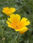 image of flower