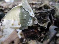image of stinkhorn