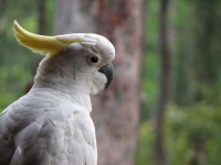 image of sulphur_crested_cockatoo #16