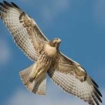 image of bird