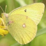 image of animal